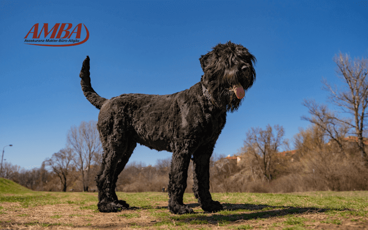 Ein Russischer Schwarzer Terrier steht auf einer Wiese unter blauem Himmel, mit aufmerksamer Haltung und herausgestreckter Zunge.