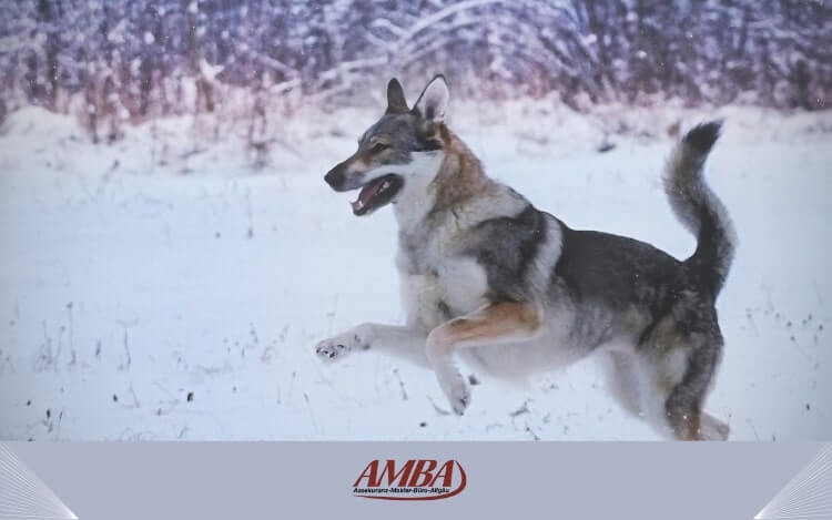 Ein Tschechoslowakischer Wolfshund springt fröhlich durch den Schnee, umgeben von einer winterlichen Landschaft.