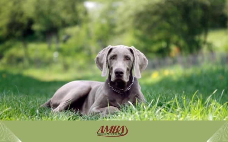 Ein Weimaraner liegt entspannt auf einer Wiese, umgeben von grünem Gras und Bäumen im Hintergrund.