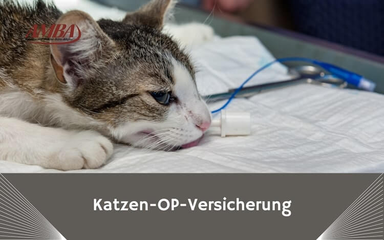 Warum eine Katzen OP Versicherung wichtig ist