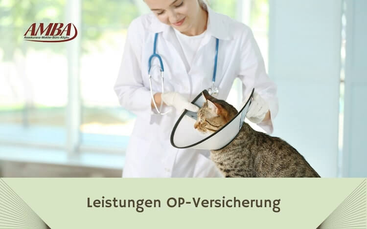 Nachbehandlung nach OP bei Katze