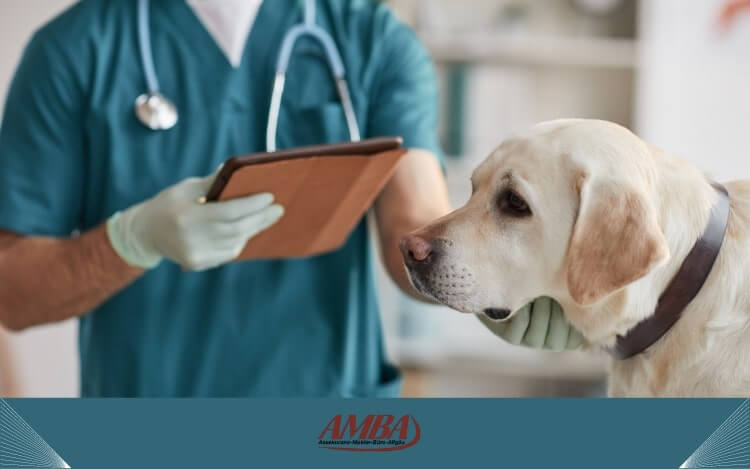 Hund mit Tierarzt und medizinischem Equipment