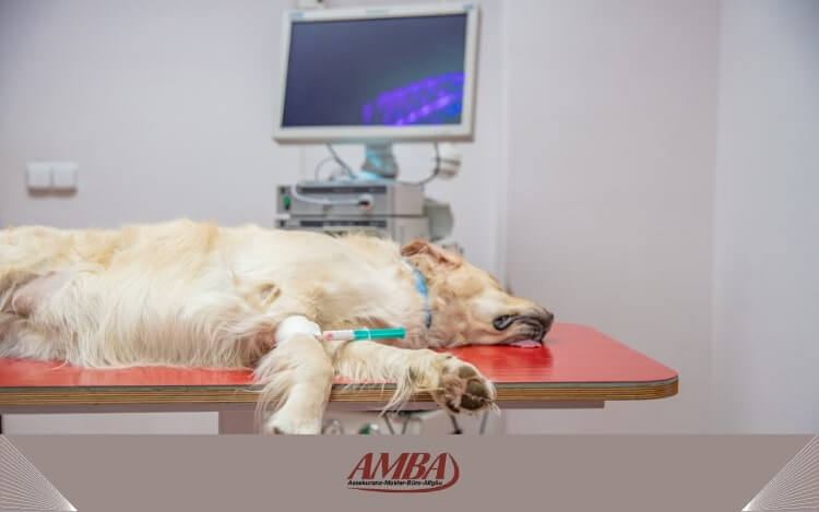 Hund in Notfallsituation in der Tierklinik