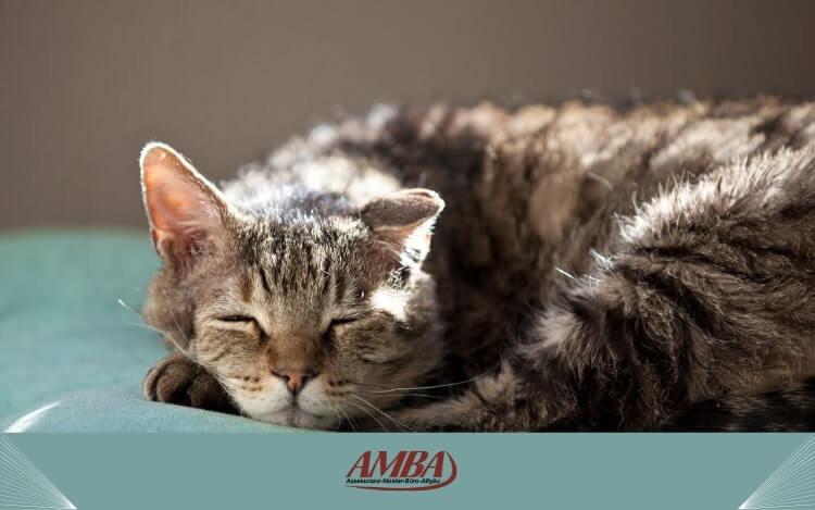 Ein schlafende, grau-getigerte Katze auf einem Tisch, welche an Magen-Darm-Erkrankung leidet