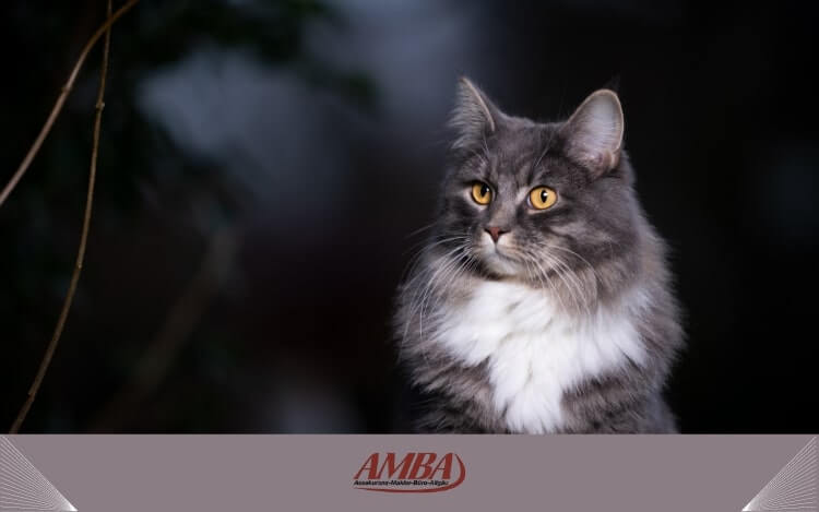 Charakter Maine Coon Katze