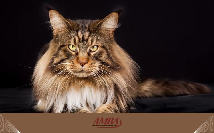 Eine majestätische Maine Coon Katze