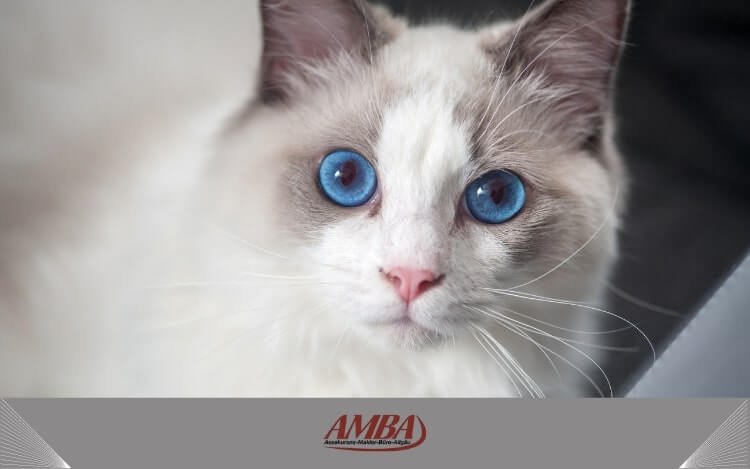 Nahaufnahme einer Ragdoll-Katze, die mit ihren charakteristischen blauen Augen in die Ferne blickt.