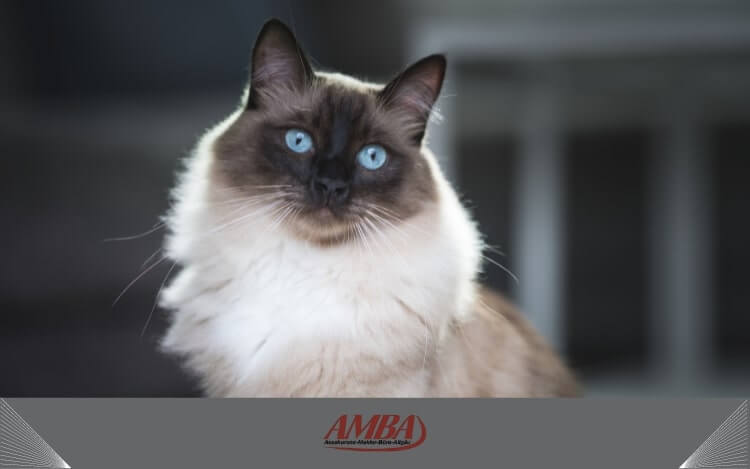 Eine Ragdoll-Katze mit blauen Augen und langem, seidigem Fell