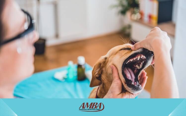 Hunde Zahnversicherung