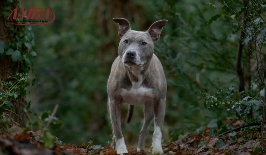 American Stafffordshire Terrier - Amstaff
