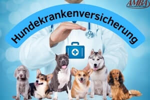 Beste Hundekrankenversicherung - Vergleich Und Test 2023