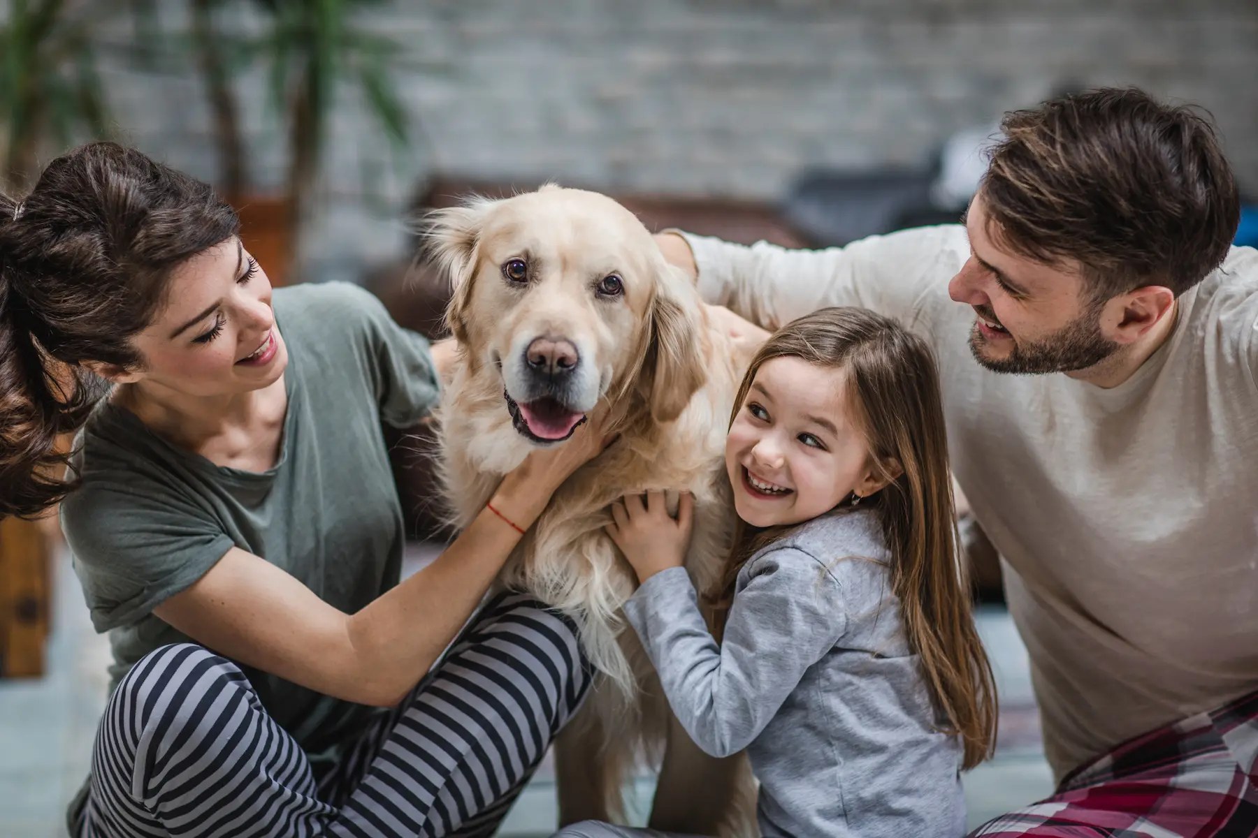 Familienhunde