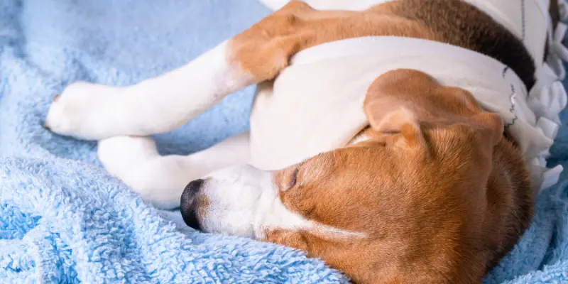 Hunde Op