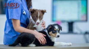 Zwei junge Hunde sitzen auf einem Behandlungstisch in der Tierarztpraxis, eine Tierärztin hält sie sanft fest, AMBA-Logo oben links