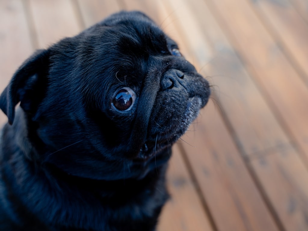 Schwarzer Mops mit kurzem Gesichtsschädel und großen Augen, typische brachycephale Kopfform
