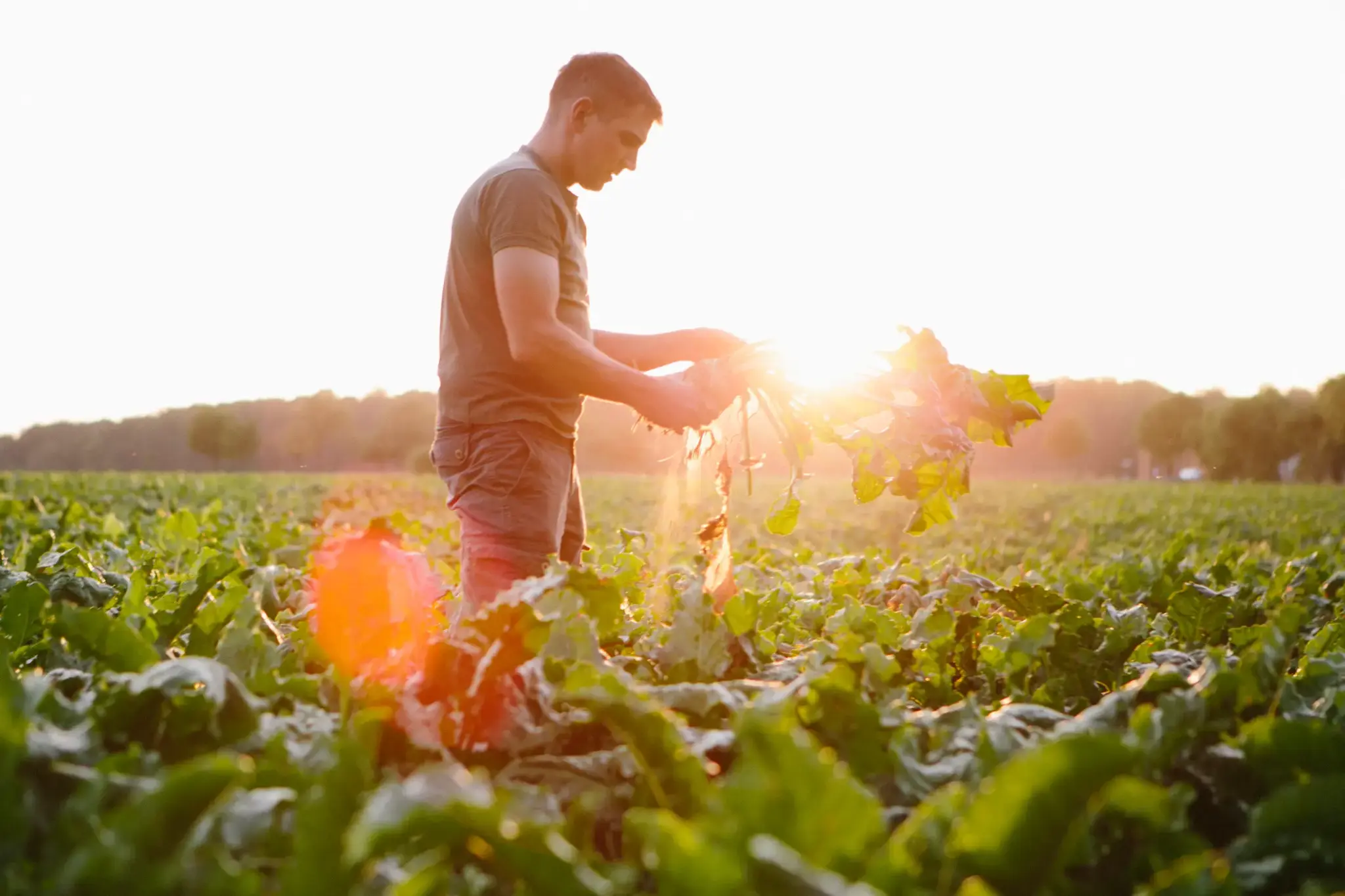 Landwirt bei der Ernte von Zuckerrüben auf einem Feld im Sonnenuntergang