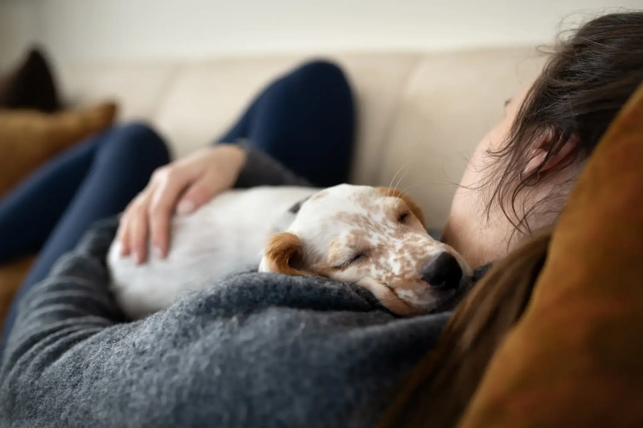 Hundekrankheit