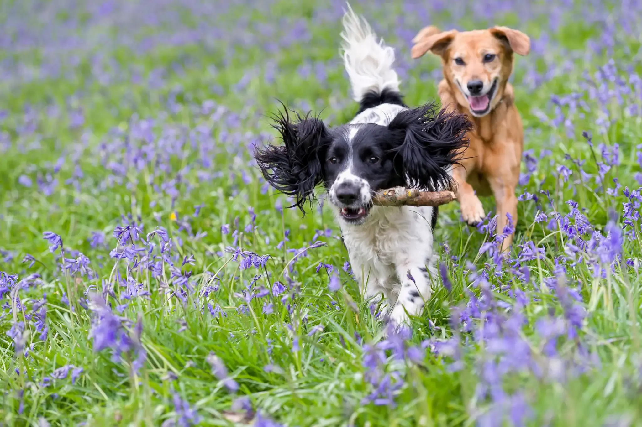 Hundeversicherung