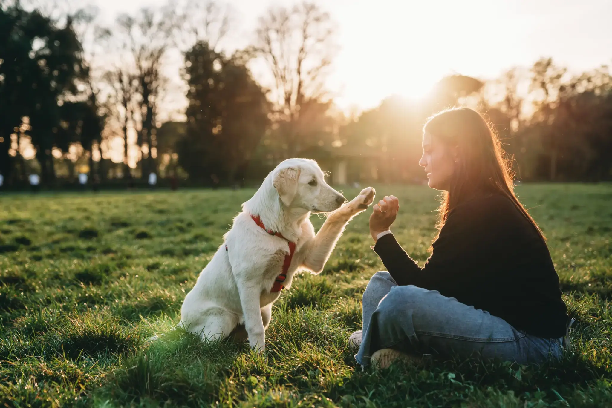 Hundehalterhaftpflicht