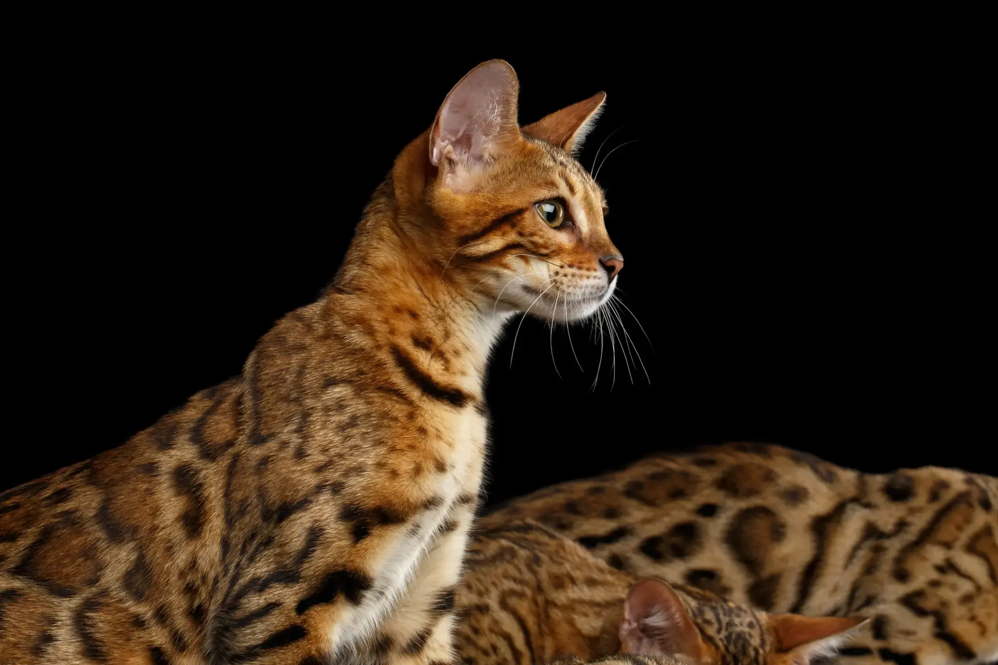 Bengalkatze