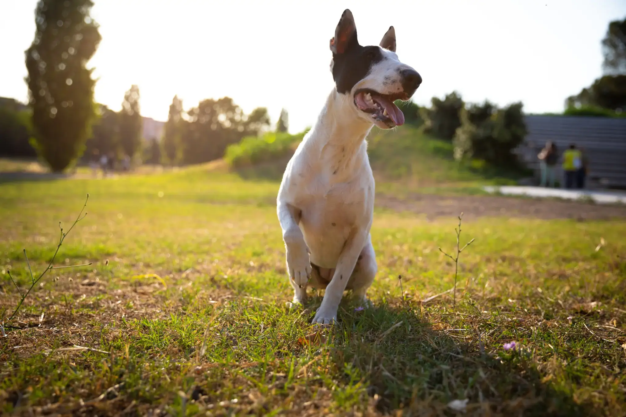 Bullterrier
