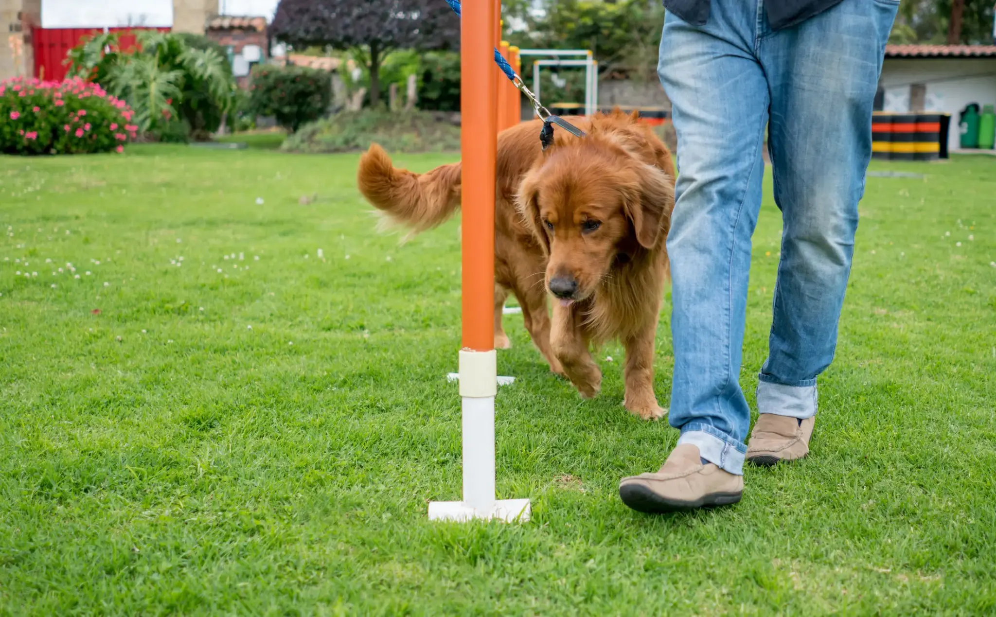 Golden Retriever läuft an der Leine durch einen Agility-Parcours neben einer Person in Jeans – Training im Rahmen des Hundeführerscheins.