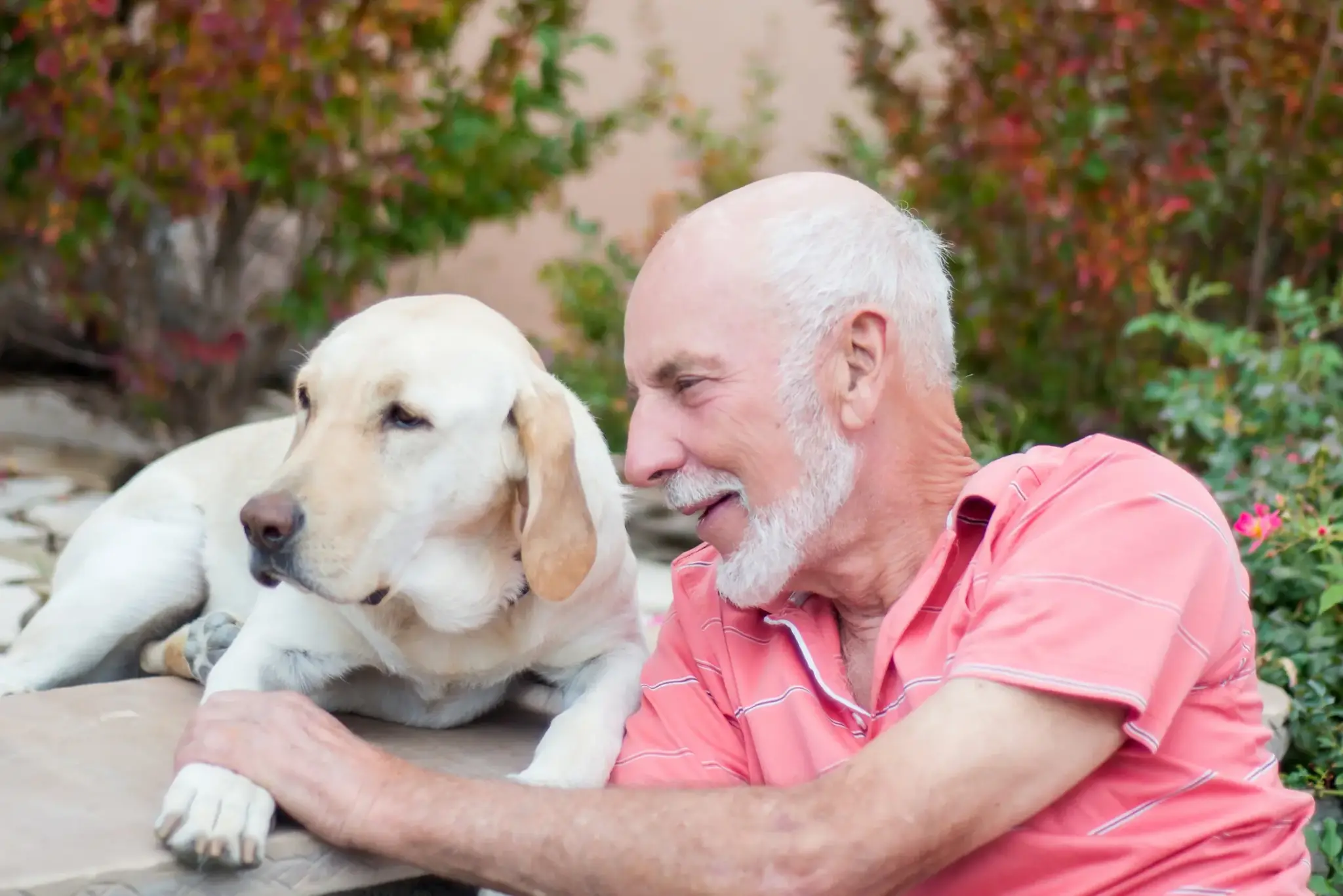 Hundekrankenversicherung aeltere hunde