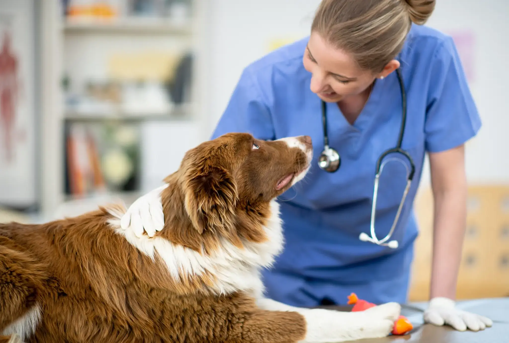 Tierärztin untersucht einen Hund auf dem Behandlungstisch – Symbolbild für Vorsorge und Nutzen einer Hundekrankenversicherung.