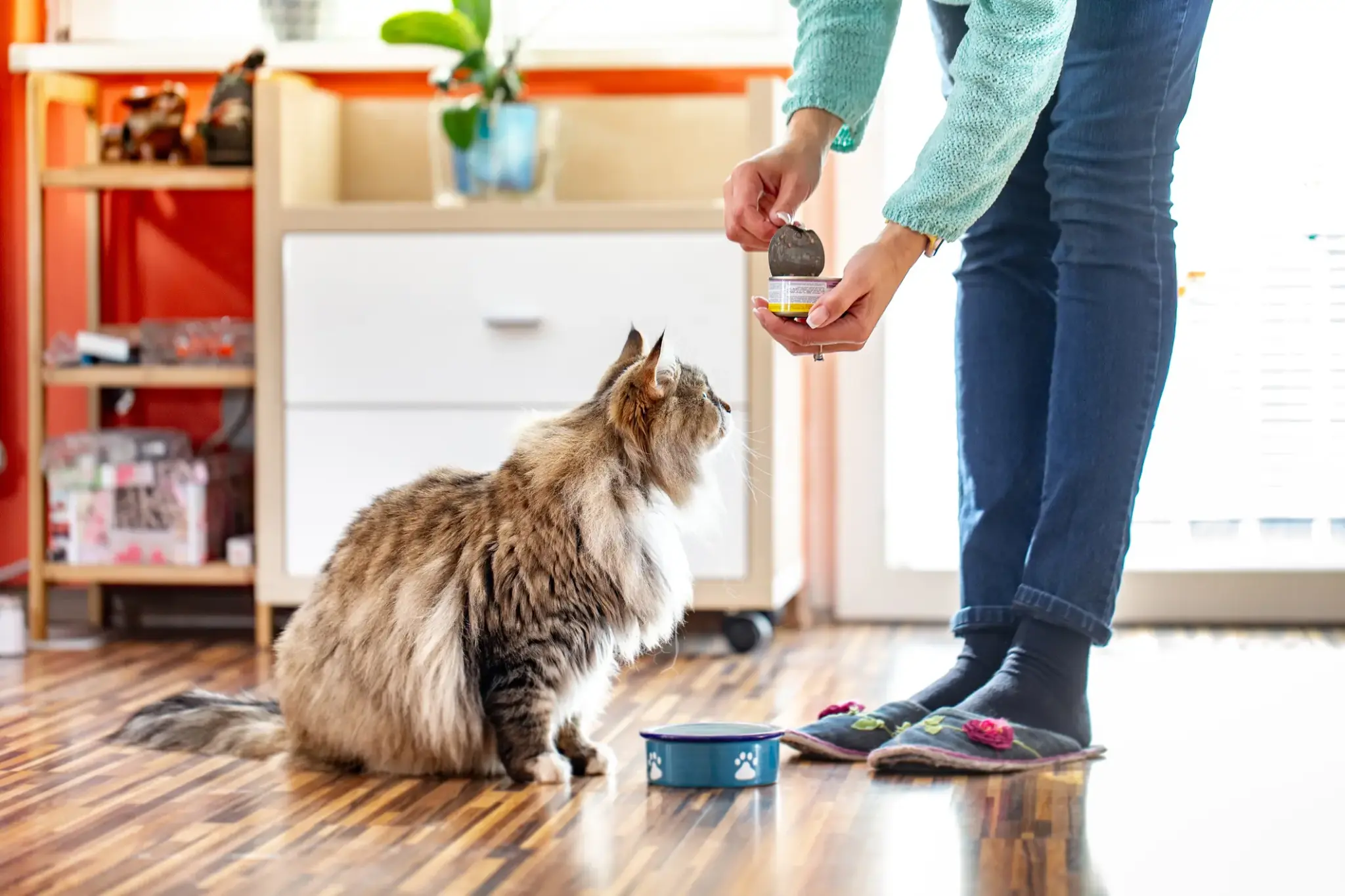 Eine Langhaarkatze sitzt vor einem Napf und beobachtet gespannt, wie eine Person eine Dose mit Nassfutter öffnet – Alltag beim Füttern.