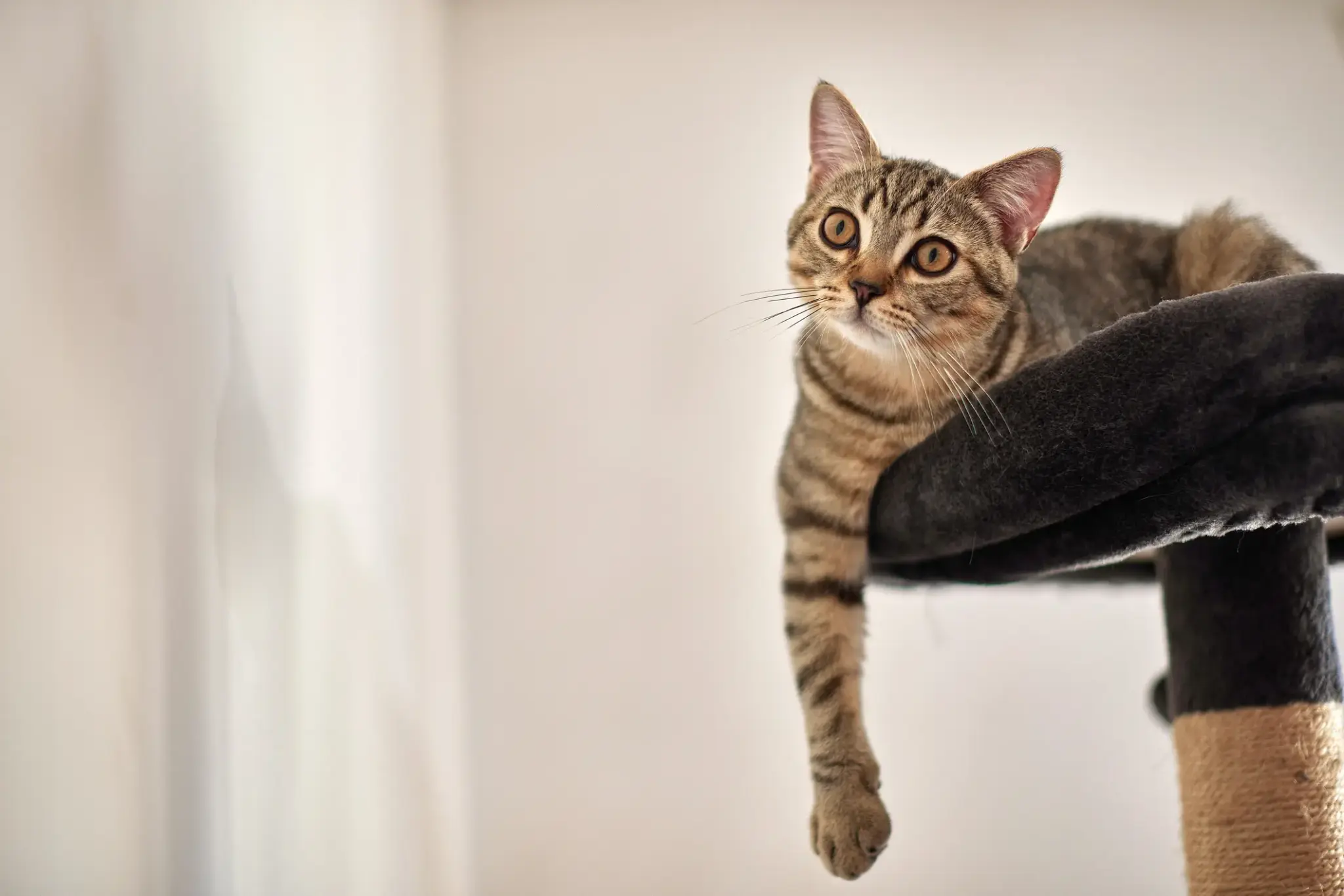 Getigerte Wohnungskatze liegt entspannt auf einem Kratzbaum und blickt neugierig in die Kamera – Symbol für Wohnungshaltung von Katzen.
