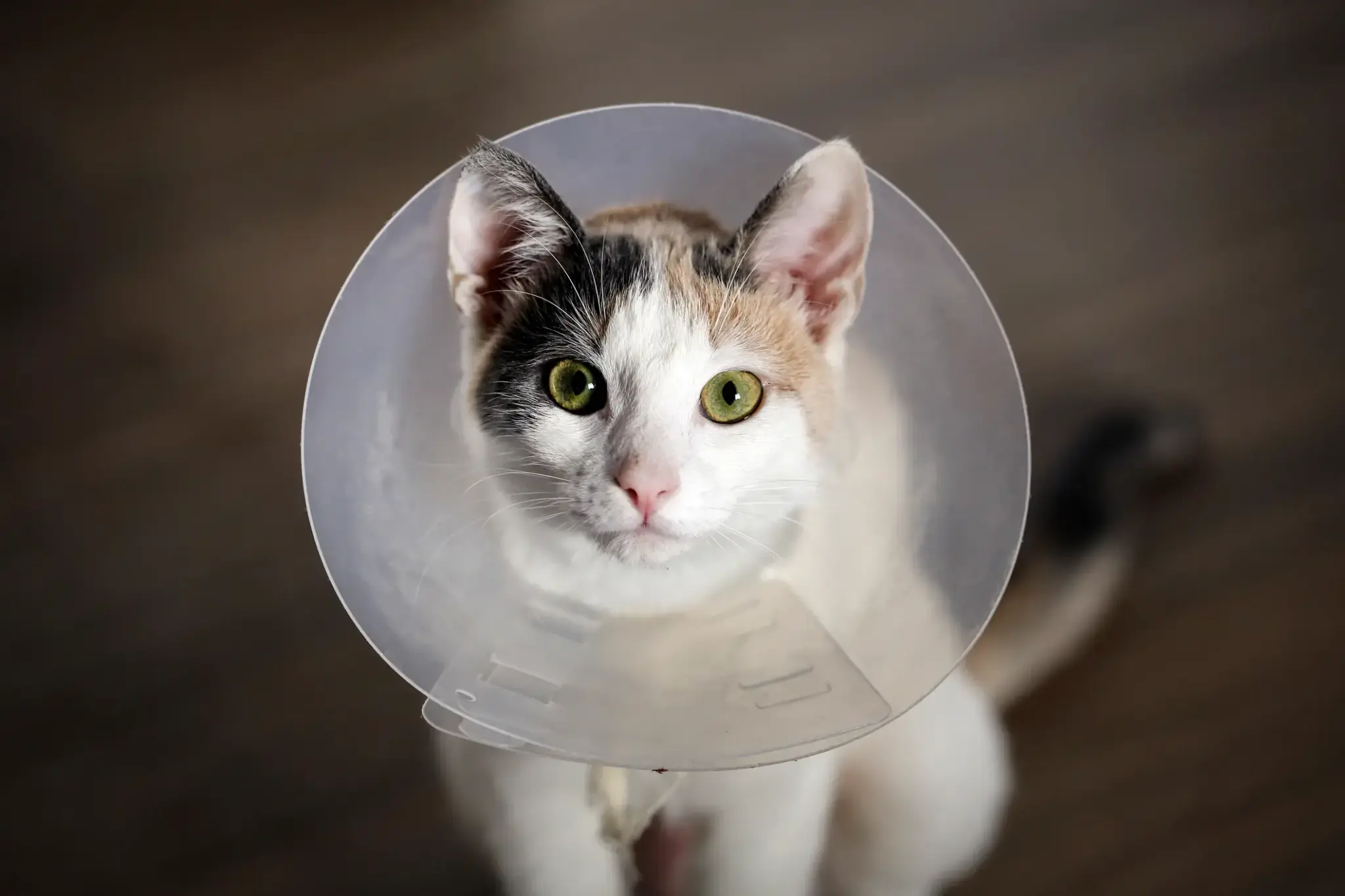 Katze krank