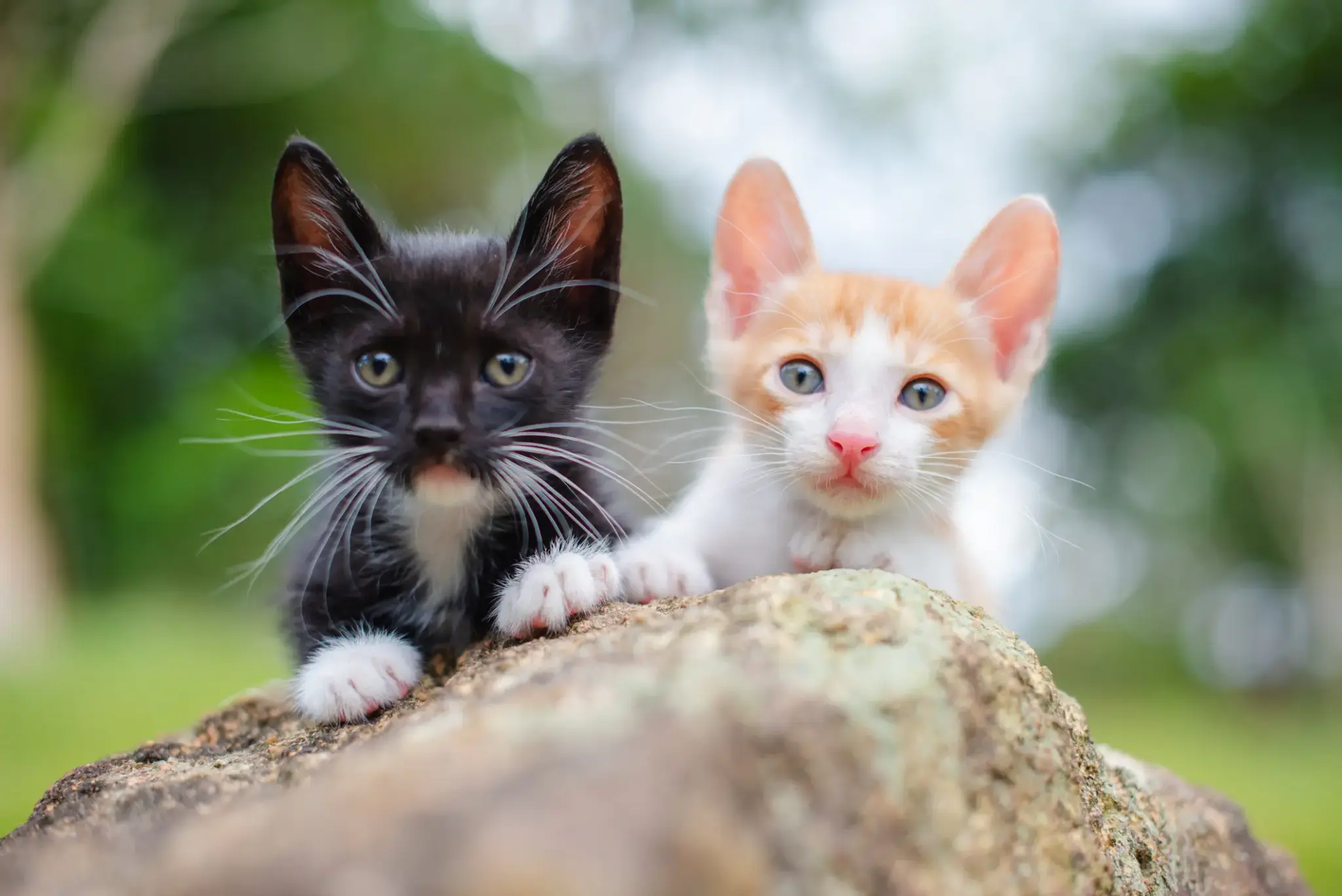 Zwei neugierige Katzenkinder – eines schwarz-weiß, das andere rot-weiß – sitzen gemeinsam auf einem Stein im Garten und blicken in die Kamera.