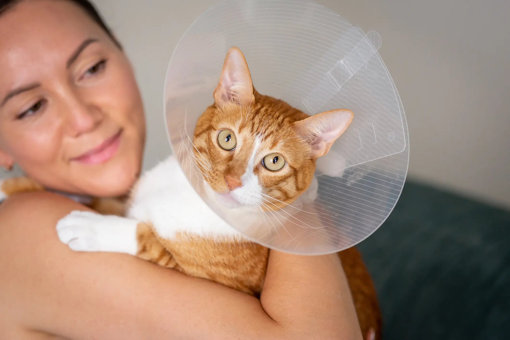 Katzen OP Versicherung | Katzen OP Versicherung | sinnvoll