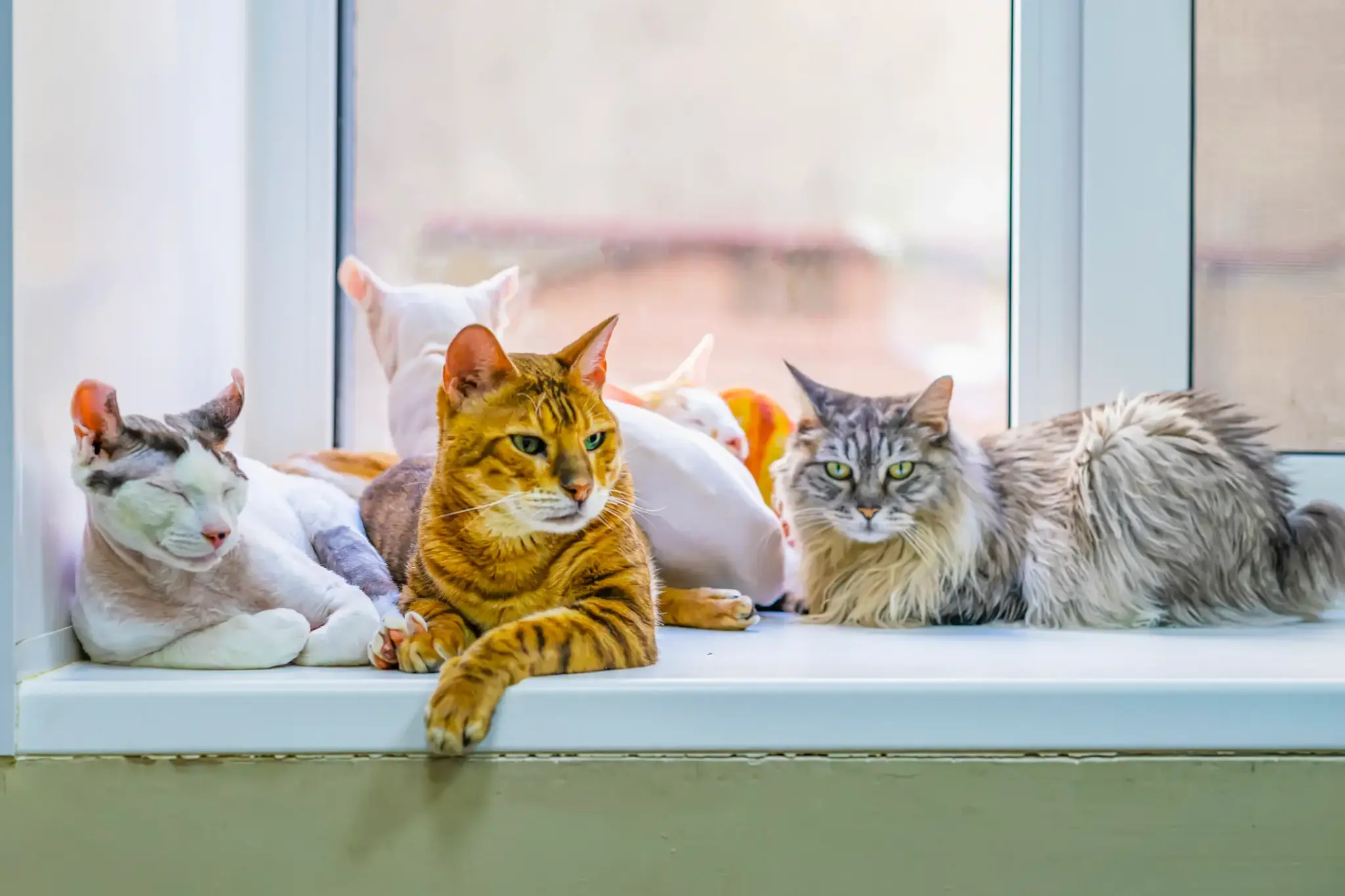 Katzenrassen