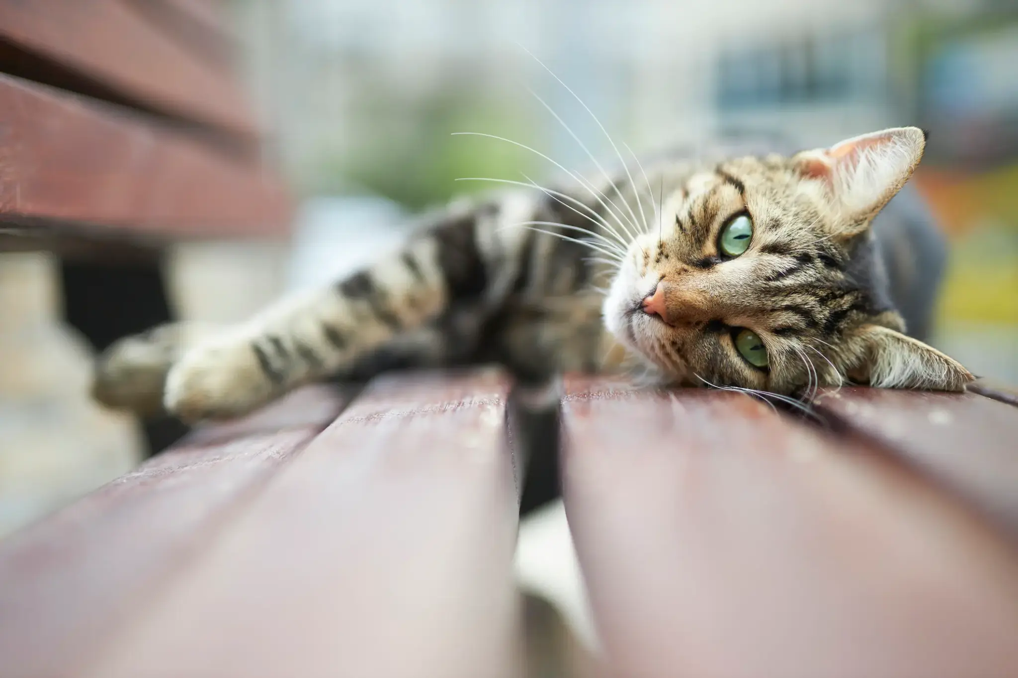 Katzenversicherung
