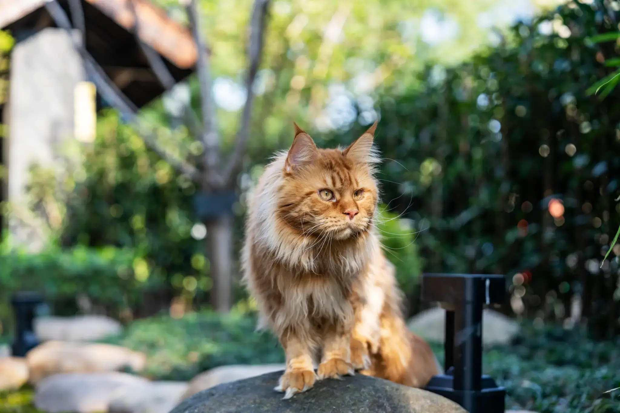 Eine rotbraune Maine-Coon-Katze mit langem Fell sitzt aufmerksam auf einem Stein im Garten, das Sonnenlicht fällt auf ihr Gesicht.