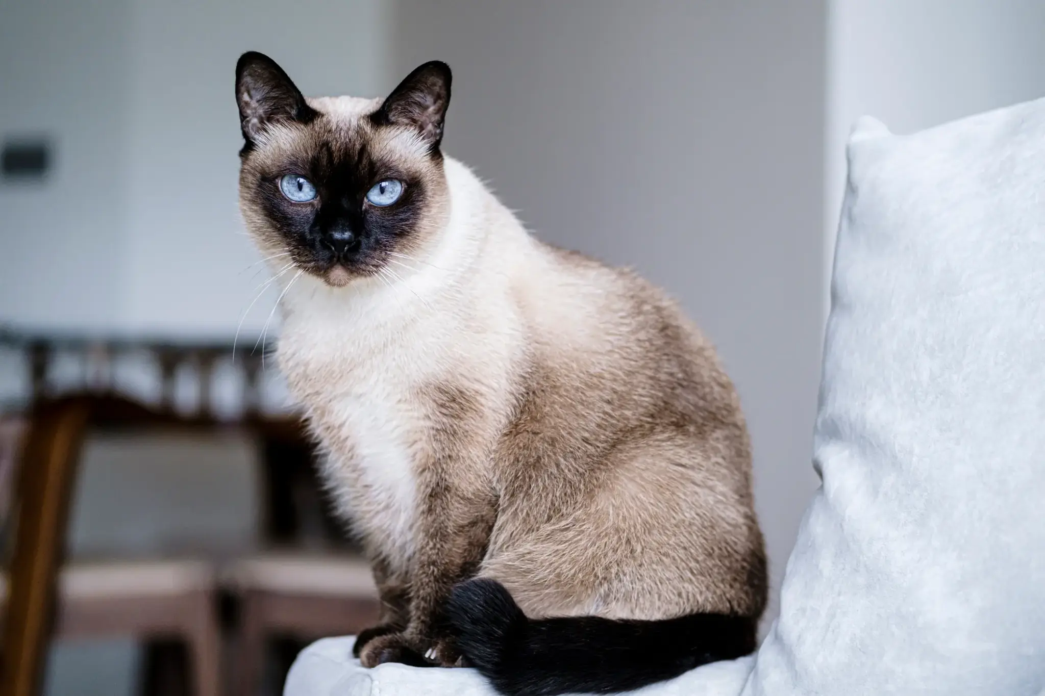 Siamkatze