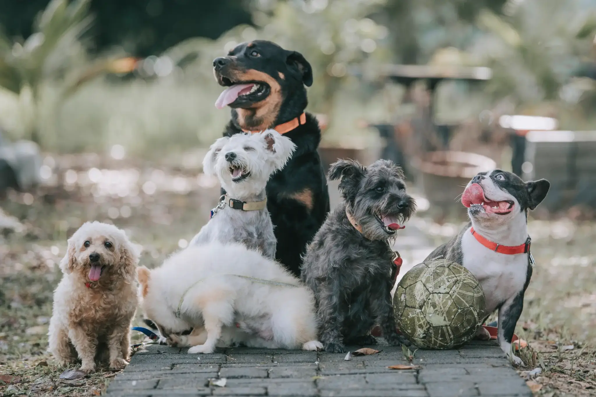 wie alt werden Hunde | Gruppe unterschiedlicher Hunderassen im Freien – symbolisiert Vielfalt und unterschiedliche Lebenserwartungen bei Hunden.