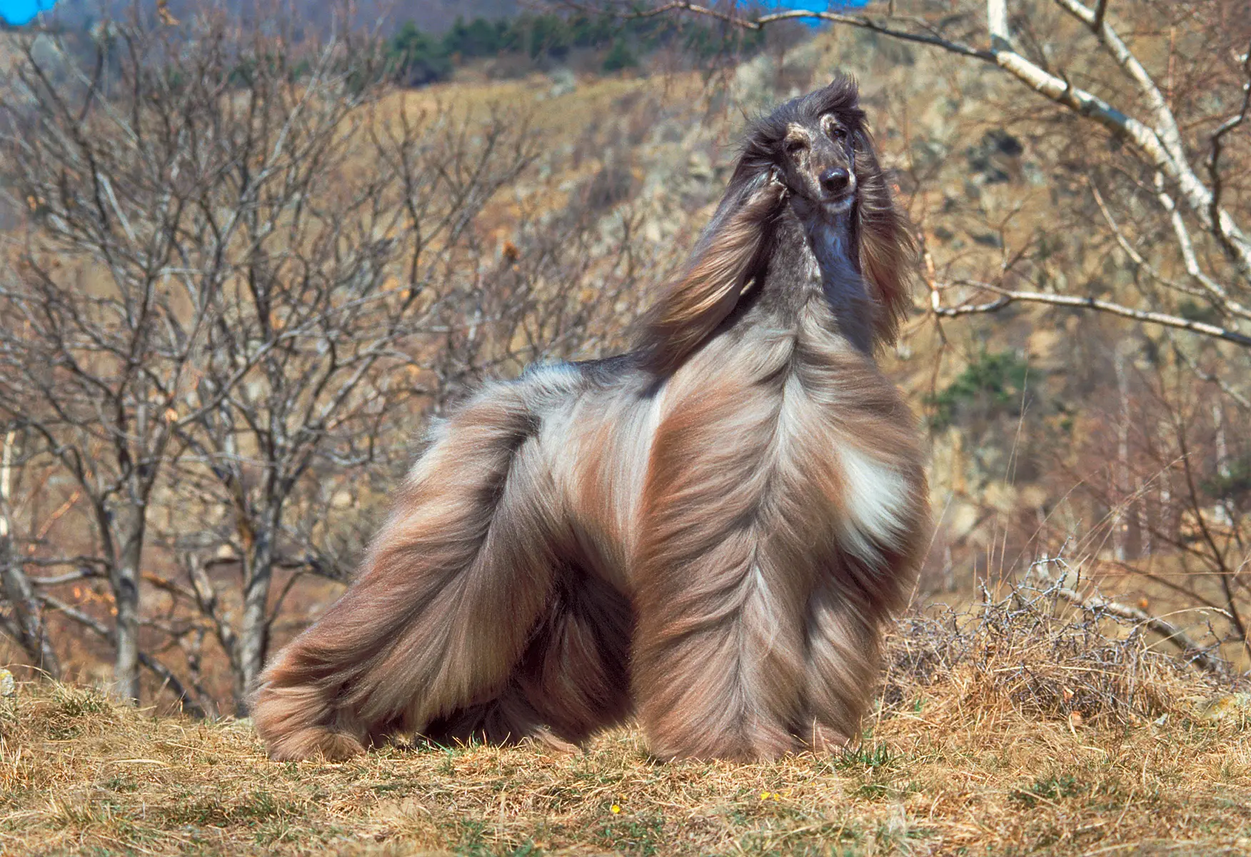 Afghanischer Windhund