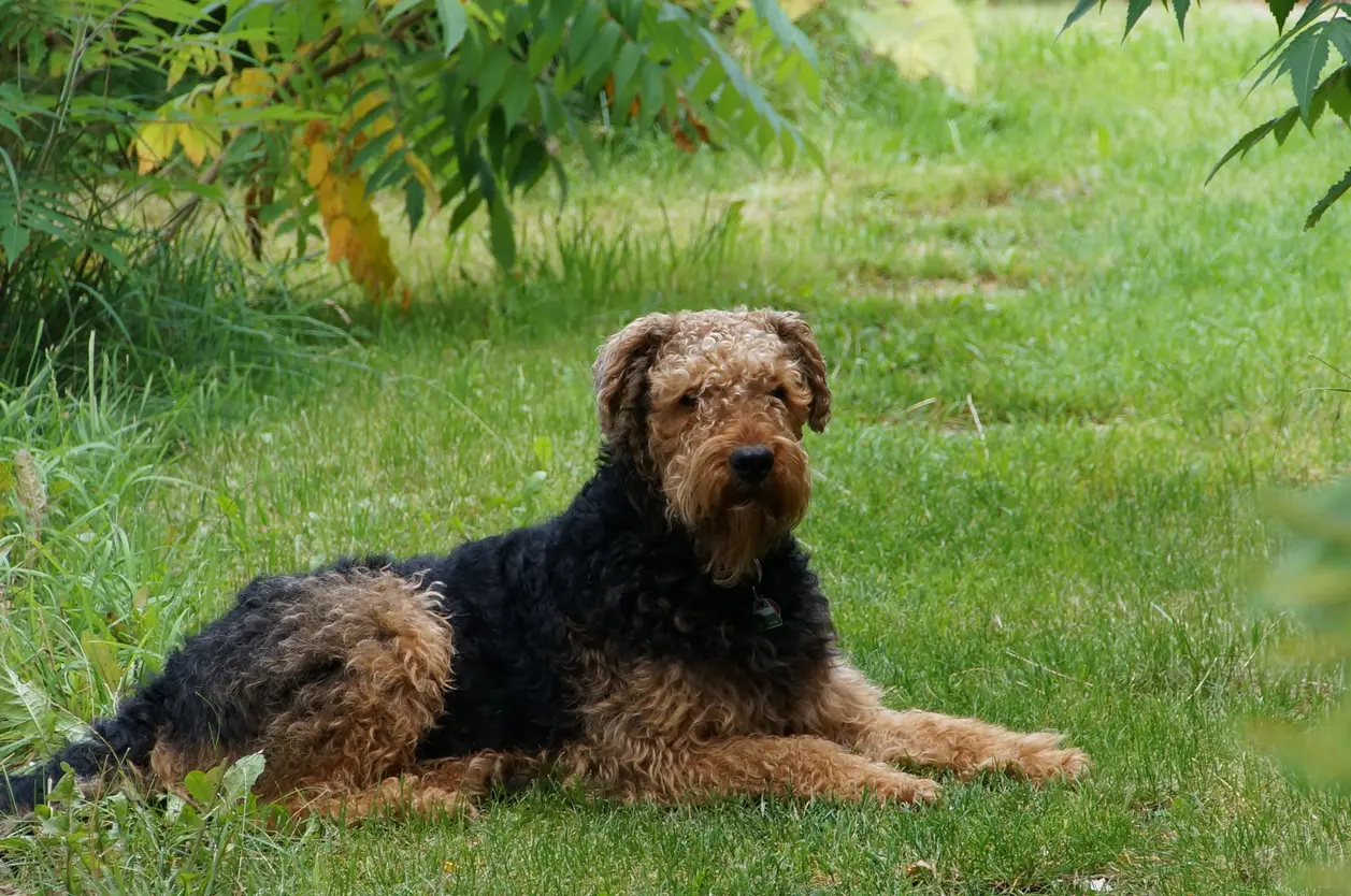Airedale Terrier