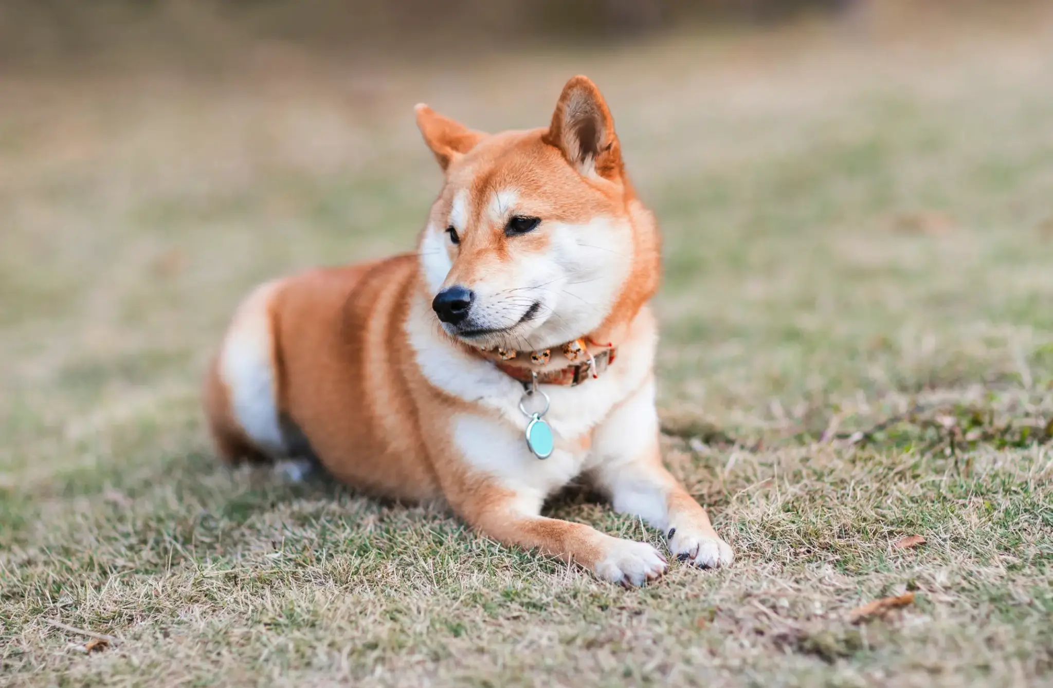 Ein erwachsener Akita Inu liegt auf einer Wiese und blickt aufmerksam zur Seite.