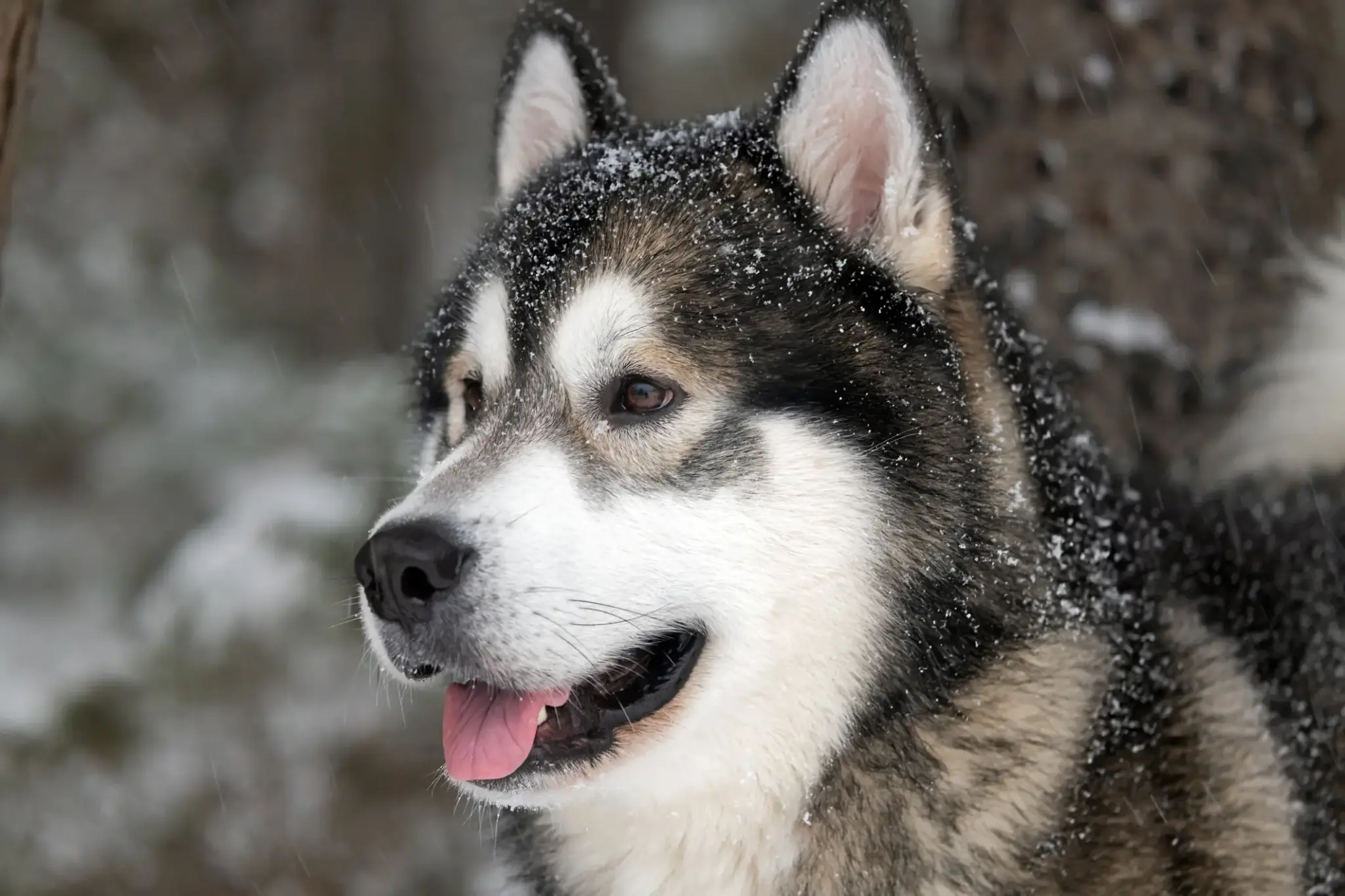 Alaskan Malamute