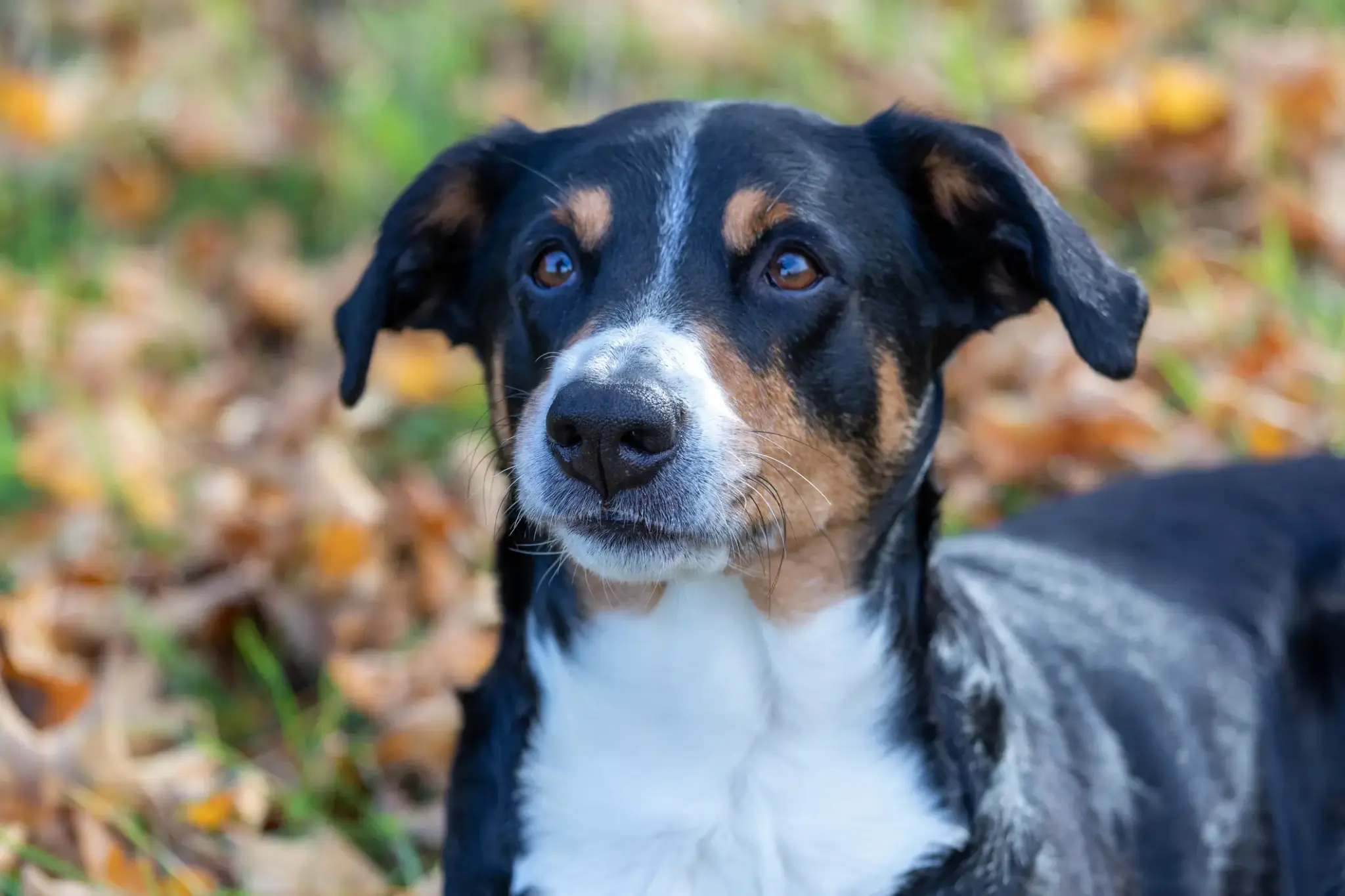Appenzeller Sennenhund