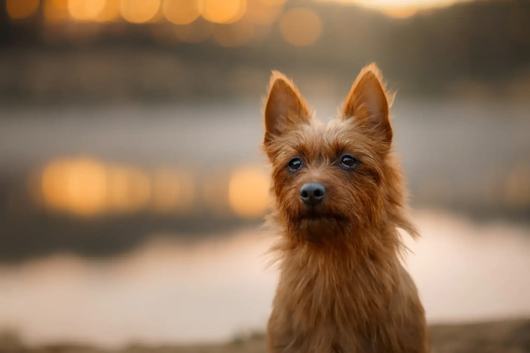 Australian Terrier