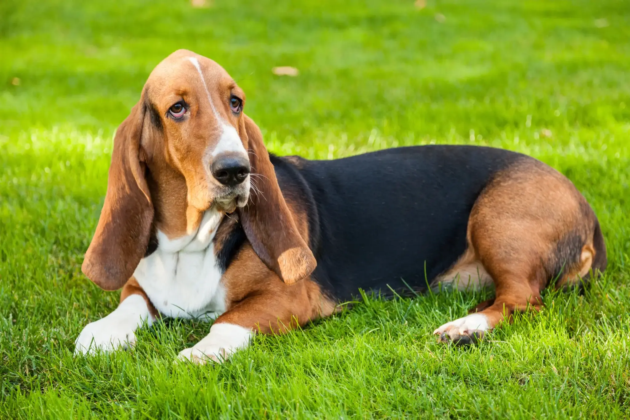 Ein Basset Hound mit langen Schlappohren liegt entspannt auf einer grünen Wiese und blickt aufmerksam zur Seite.