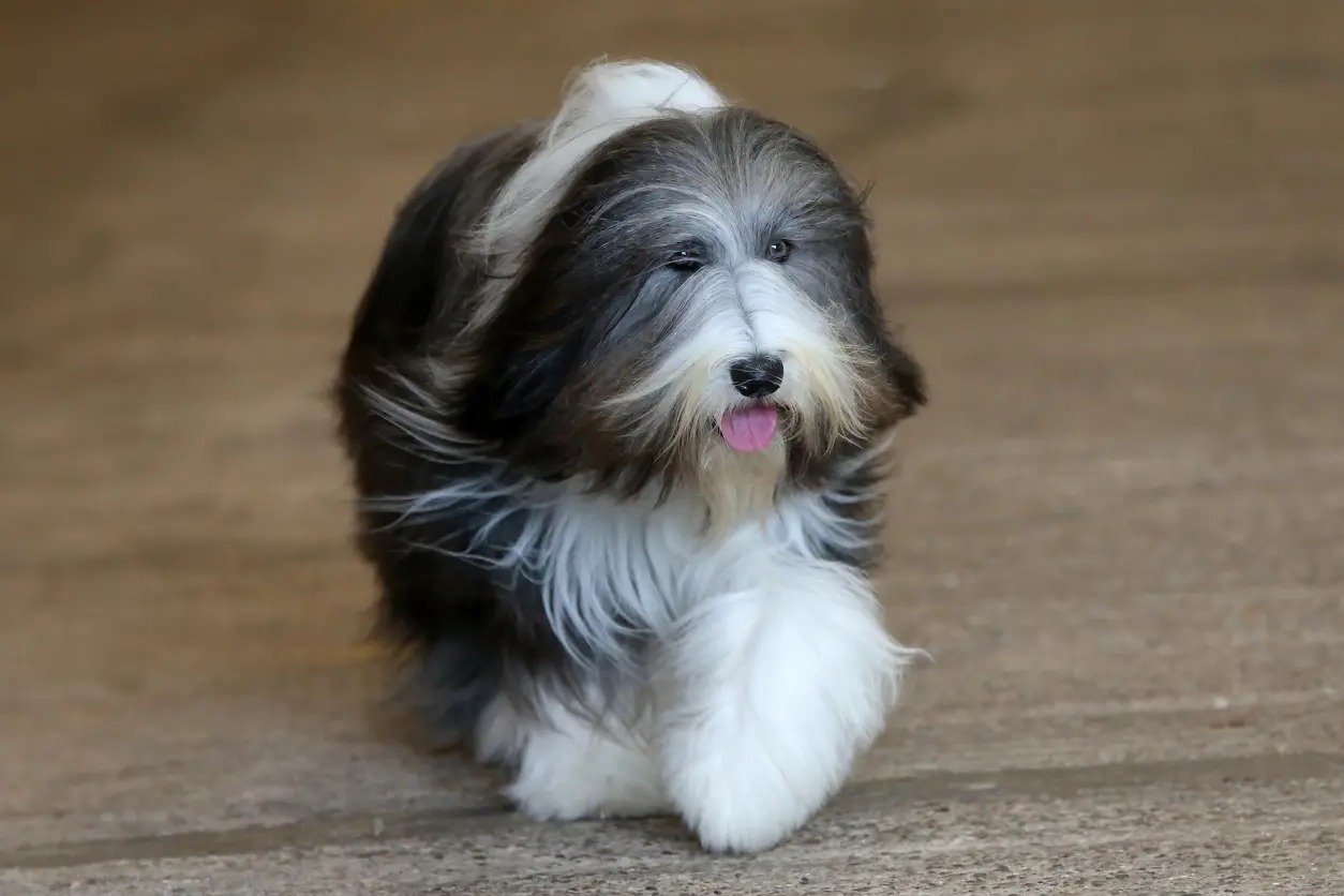 Bearded Collie