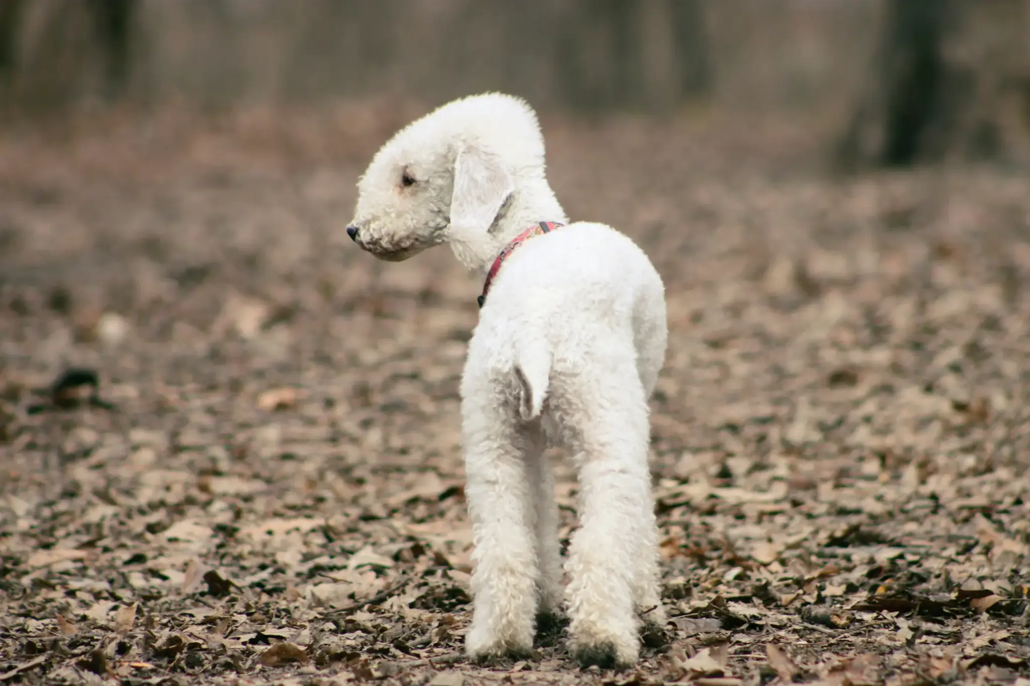 Bedlington Terrier | Bedlington Terrier mit weißem, gelocktem Fell steht im herbstlichen Wald und blickt zurück – Rückenansicht, Kopf zur Seite gedreht.