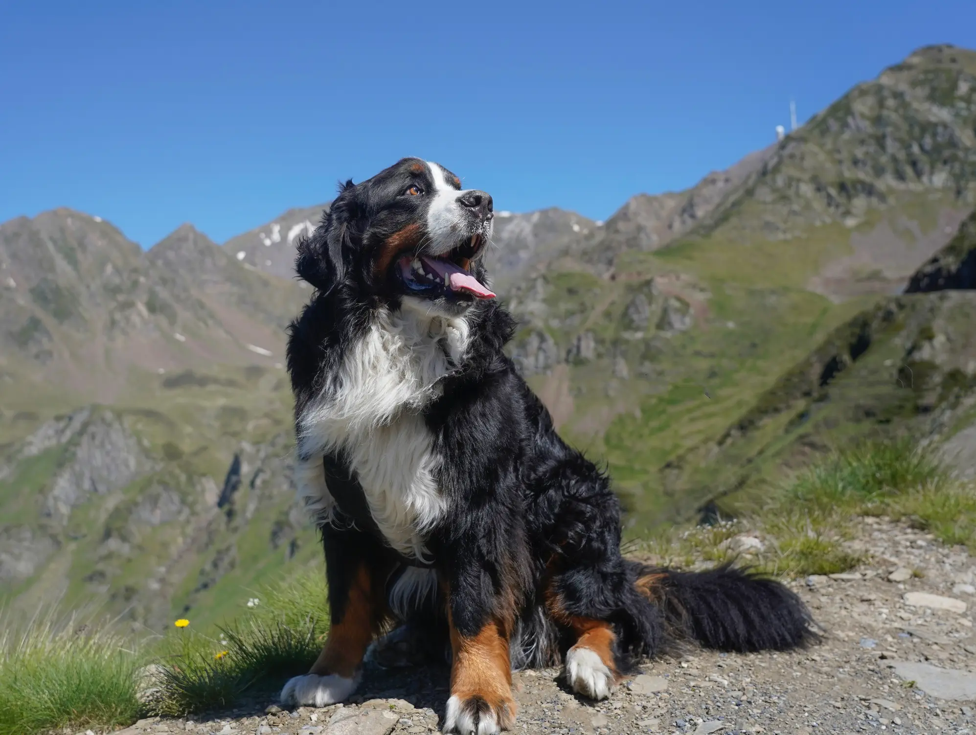 Berner Sennenhund