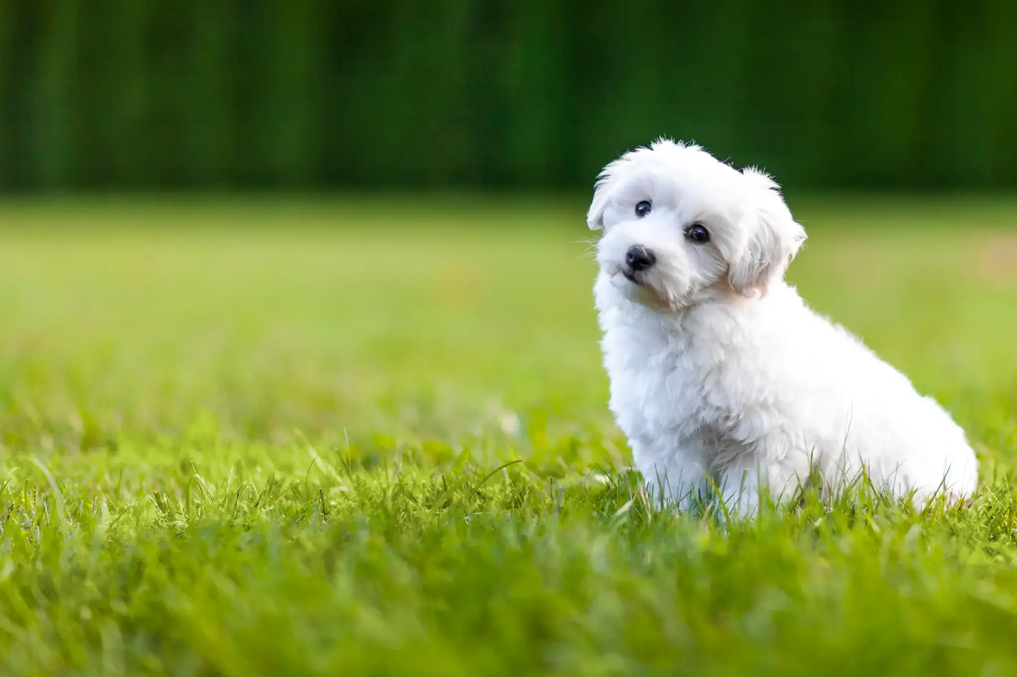 Bichon Frise