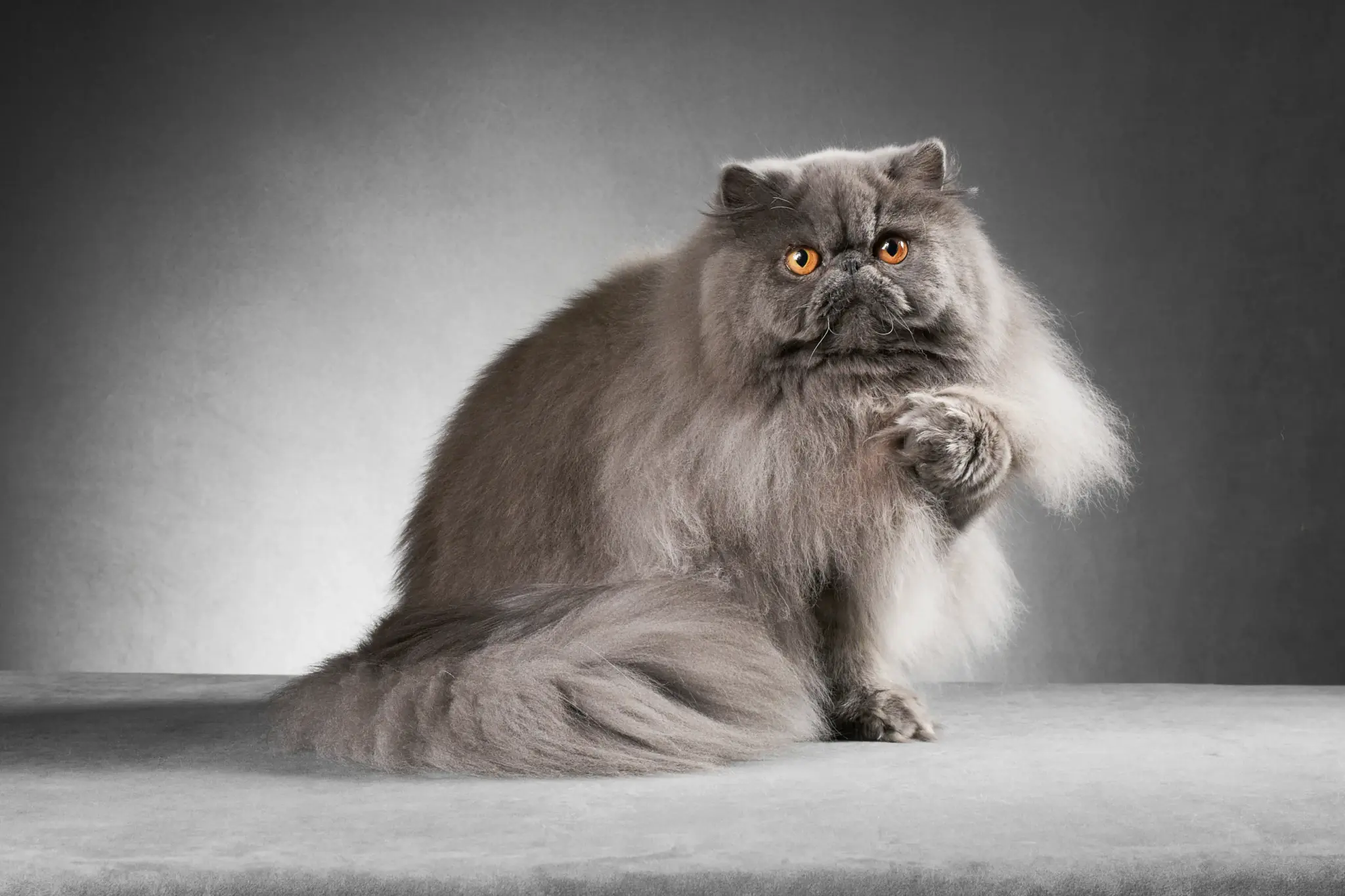 Blue Perserkatze